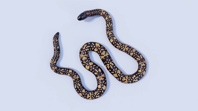 Rigged Calabar Python