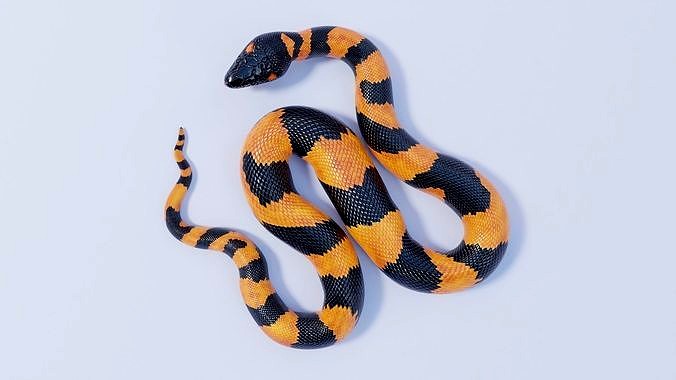 Rigged Bismarck Ringed Python