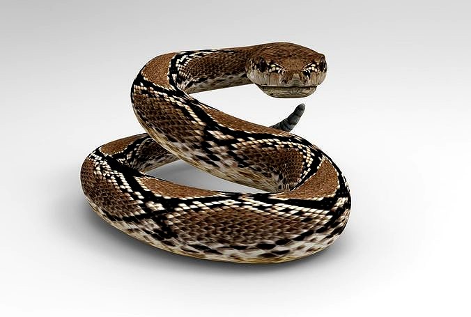 Adder Viper Snake