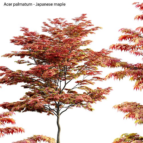 Acer palmatum - Japanese maple 02