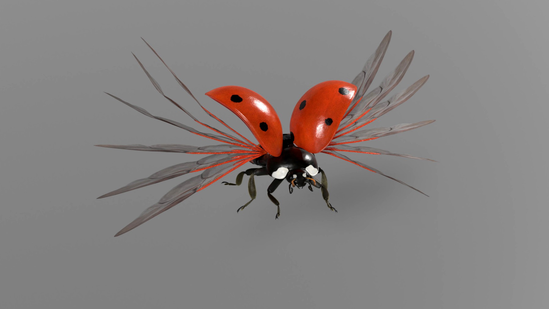 3D Animal | Ladybug Animated