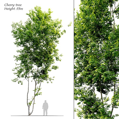 Cherry tree