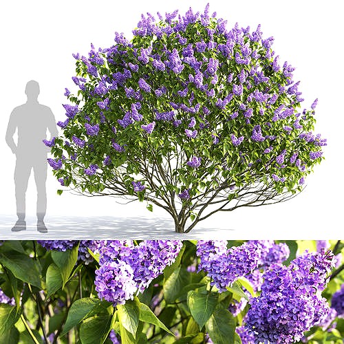 Syringa vulgaris 06
