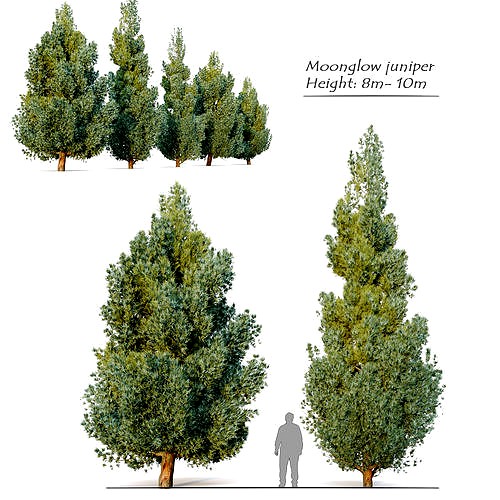 Moonglow juniper