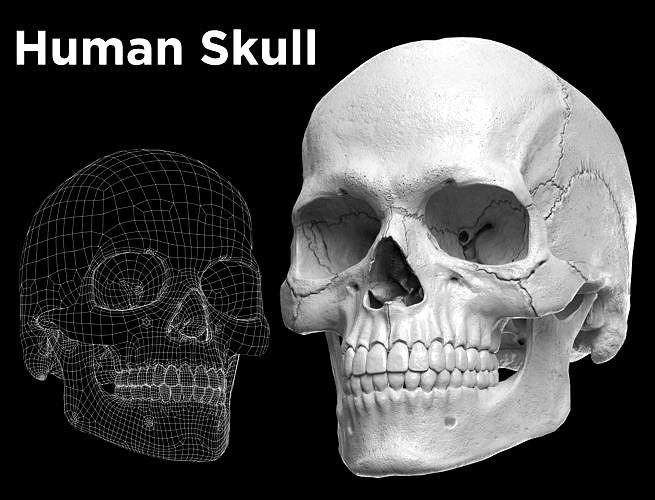 3D Human Skull