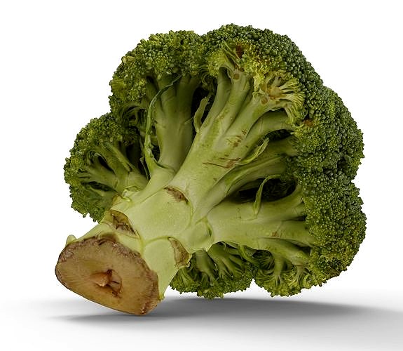 Broccoli 3d model