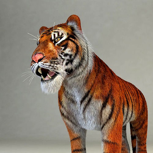 Amur Tiger vray v1