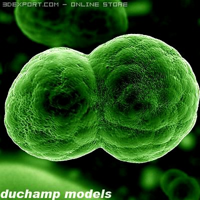 Dividing Cell / Ovule 3D Model