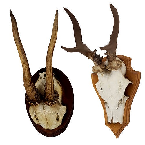 Deer Antler Collection
