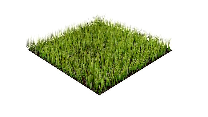 Grass