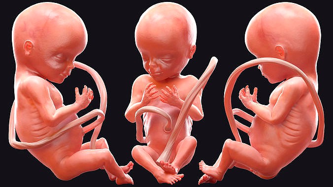 Human baby  fetus