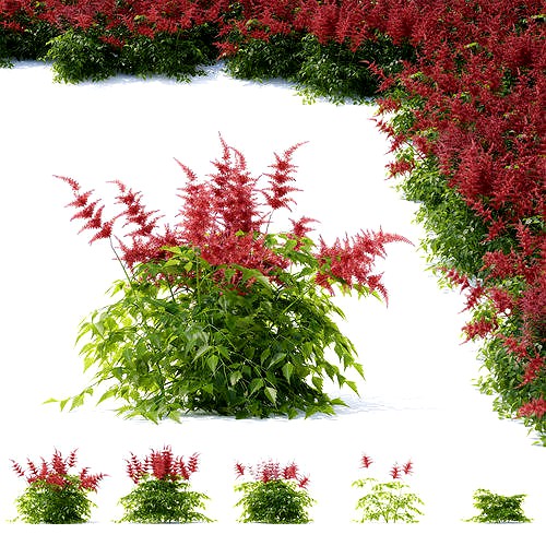 Astilbe japonica red