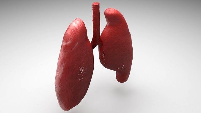 Lungs