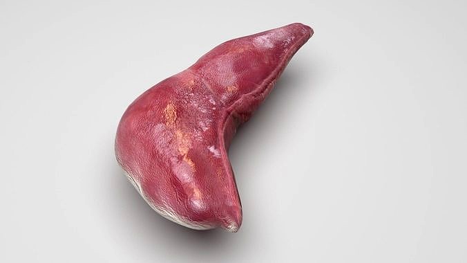Liver