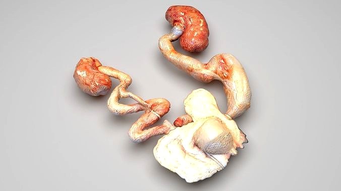 Urinary System