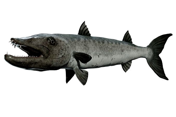 Barracuda