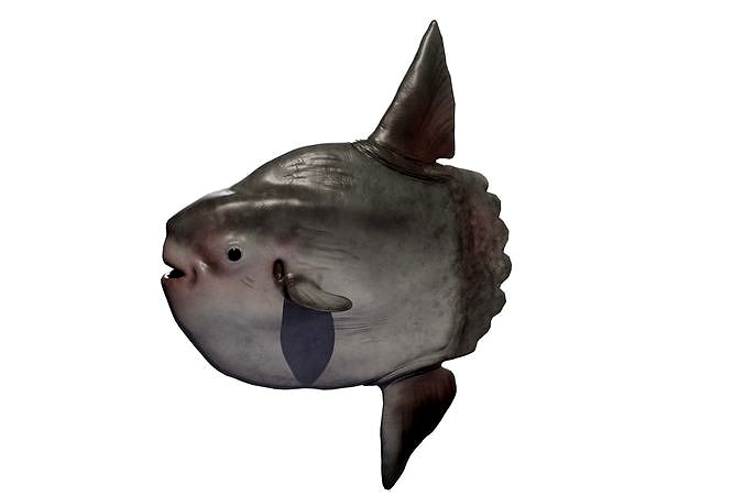 Sunfish