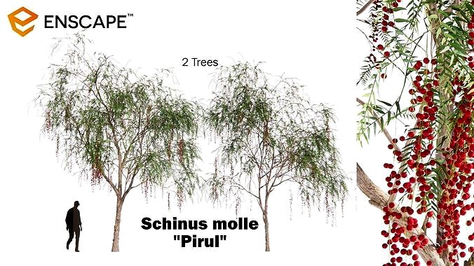 Schinus molle