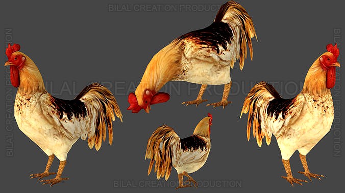 Rooster Animated