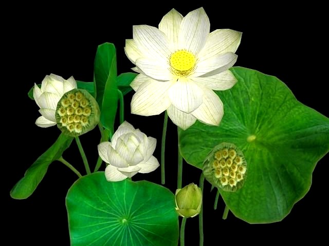 Flower Nelumbo Nucifera