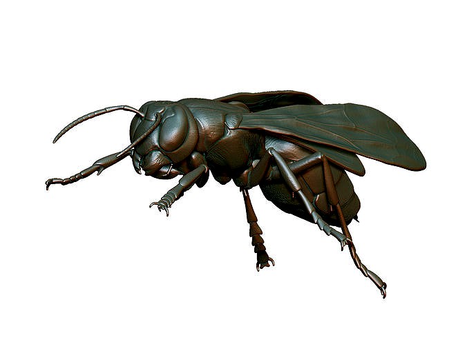 hornet | 3D