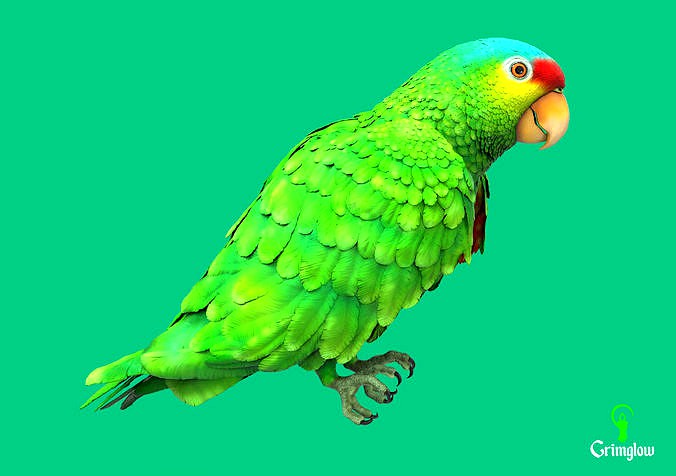 Red-lored parrot | 3D