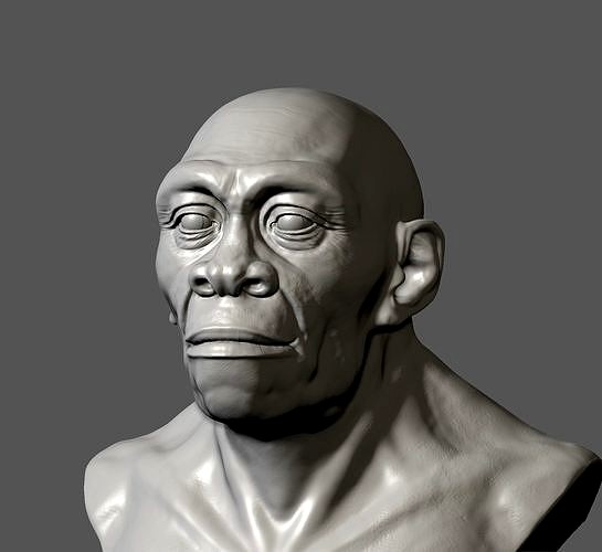 Homo  erectus | 3D