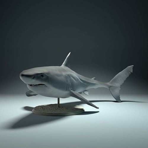 Great White Shark | 3D