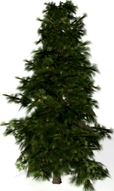 FirTree 3D Model