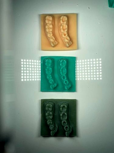 Lower Quadrant Dental Model for carving trainings | 3D