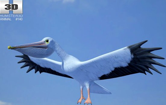 American White Pelican Pelecanus Erythrorhynchos 3D Model