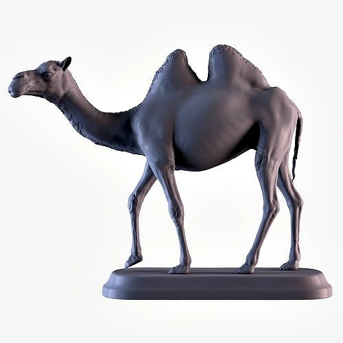 Camel | 3D