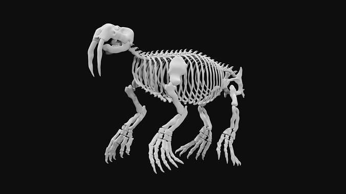 Walrus skeleton