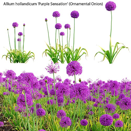 Allium hollandicum - Purple Sensation - Ornamental Onion