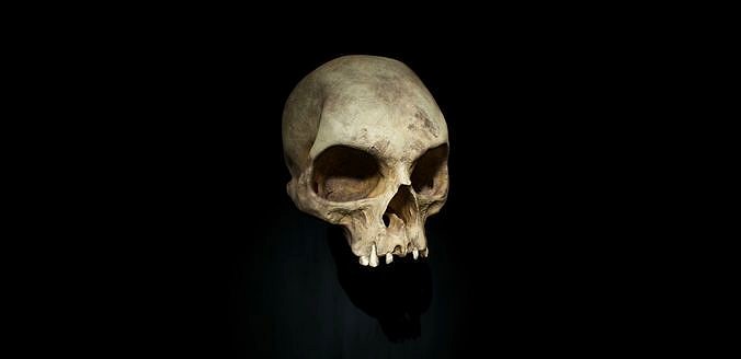 Human skull 3d model