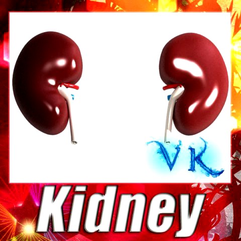 Human Kidneys High Detail 3D Model