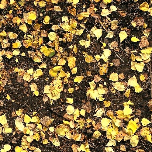 Autumn foliage material 03