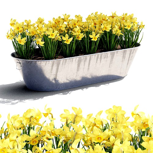 Flowerpot with Narcissus