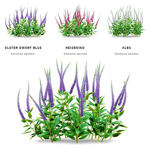 Veronica spicata flower