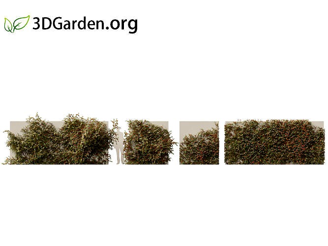 Pyracantha coccinea - scarlet firethorn 01