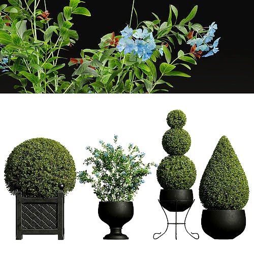 Ceratostigma Plumbaginoides Bleiwurz Concinna Bonsai Pruned