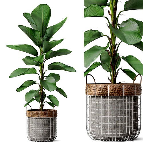Plants collection 801