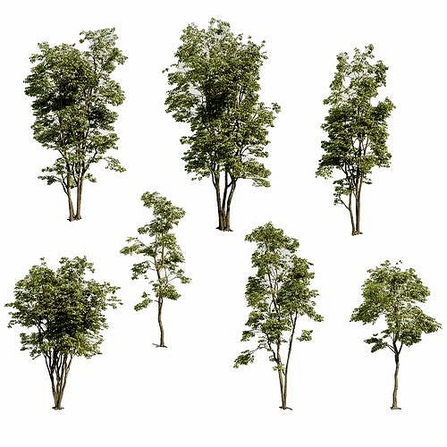 Acer Rubrum Pack