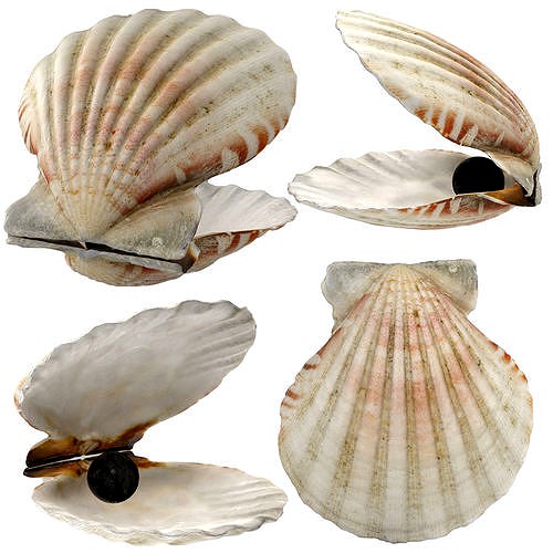 Sea Shell