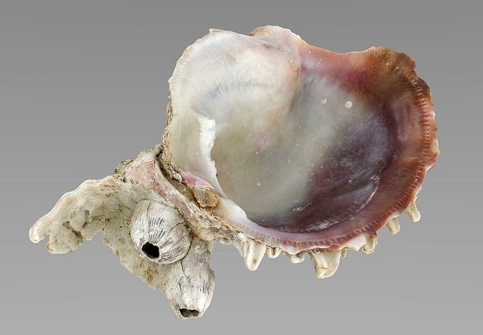 Sea Shell