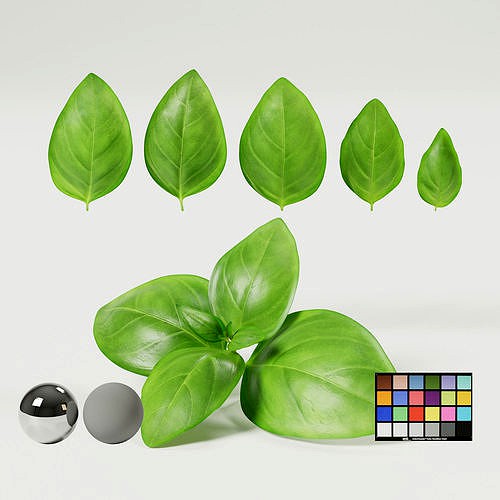 Basil