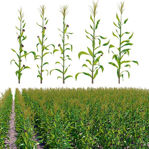 Corn field