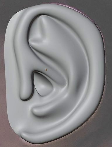 Ear 3d model base mesh