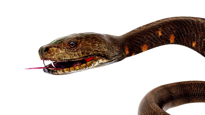 python snake dark brown