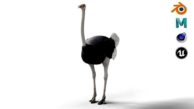 Ostrich Camel Bird Animal